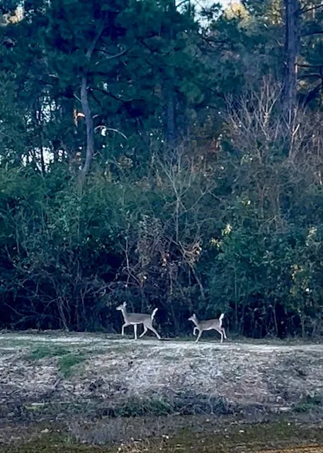 Deer are a common sight by the pond.
Deer are a common sight by the pond.